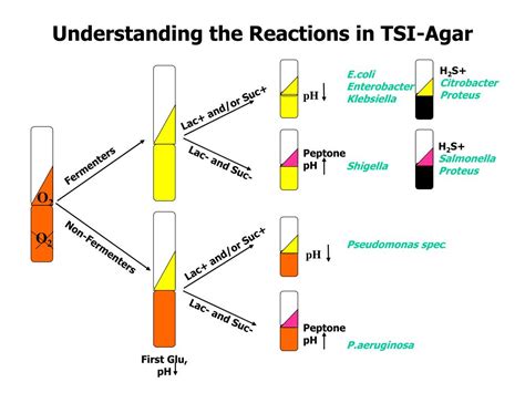 tsi e coli|tsi reaction chart.